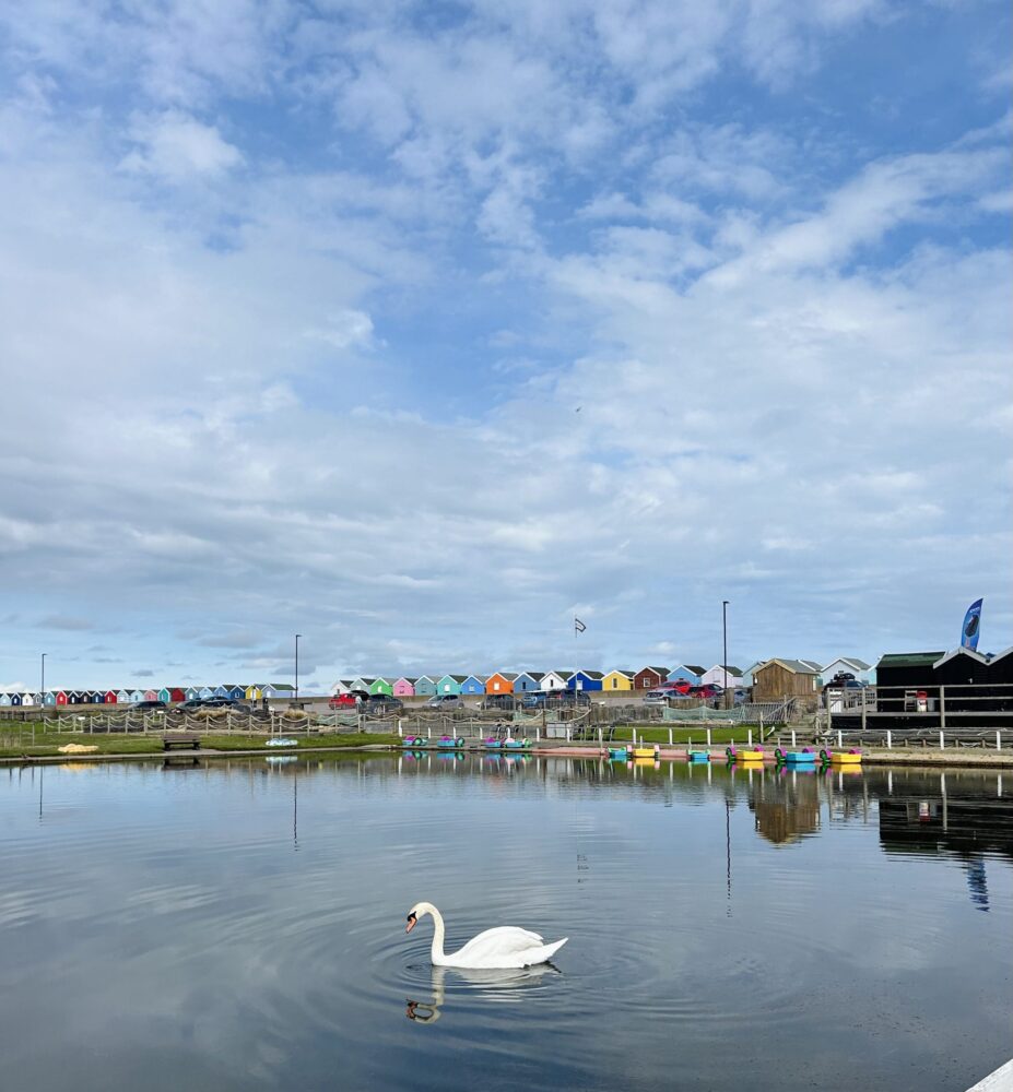 A swan centred in a ripple of water on the static pool of the boating lake